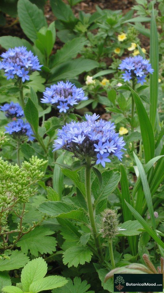 borage beauty and pollinators