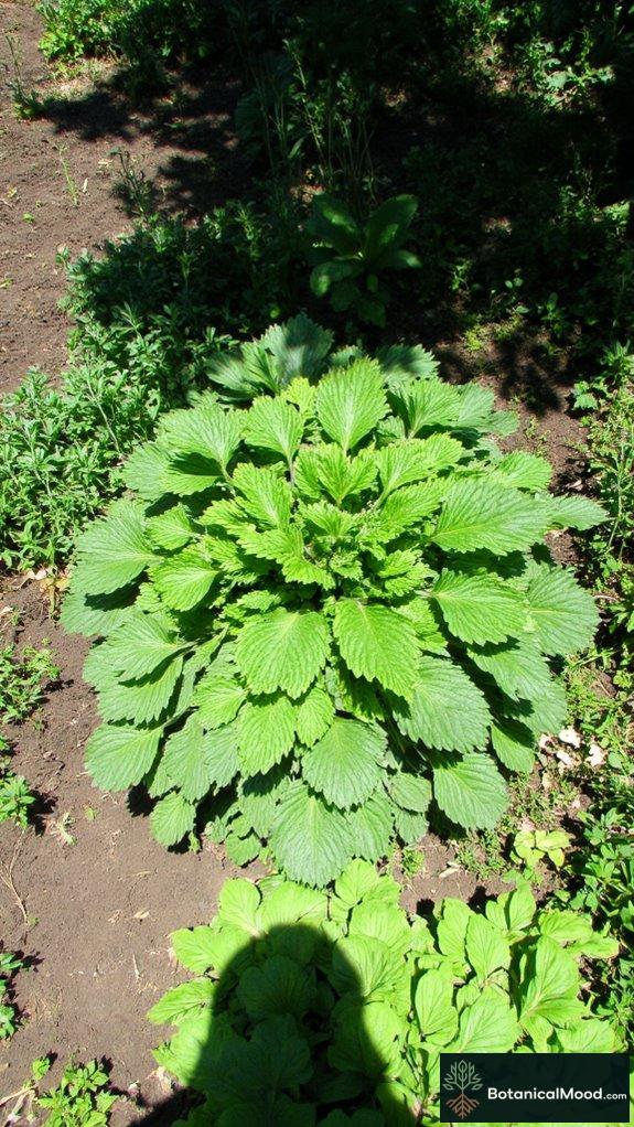 comfrey enhances garden nutrient cycling
