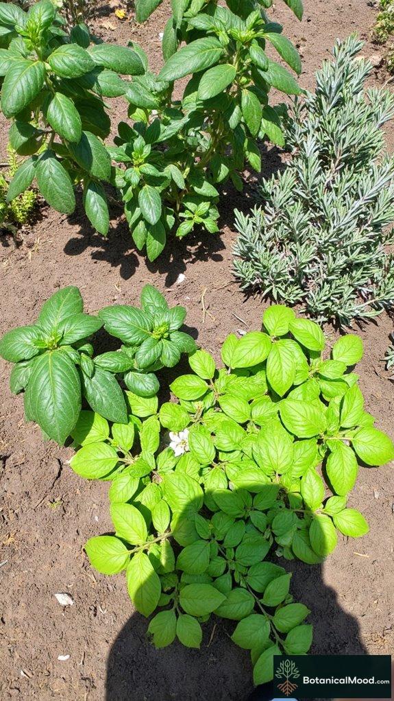 companion planting benefits herbs