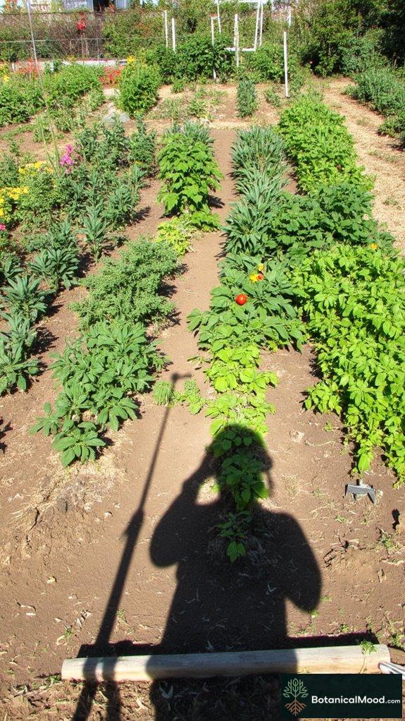 cultivating community through gardens