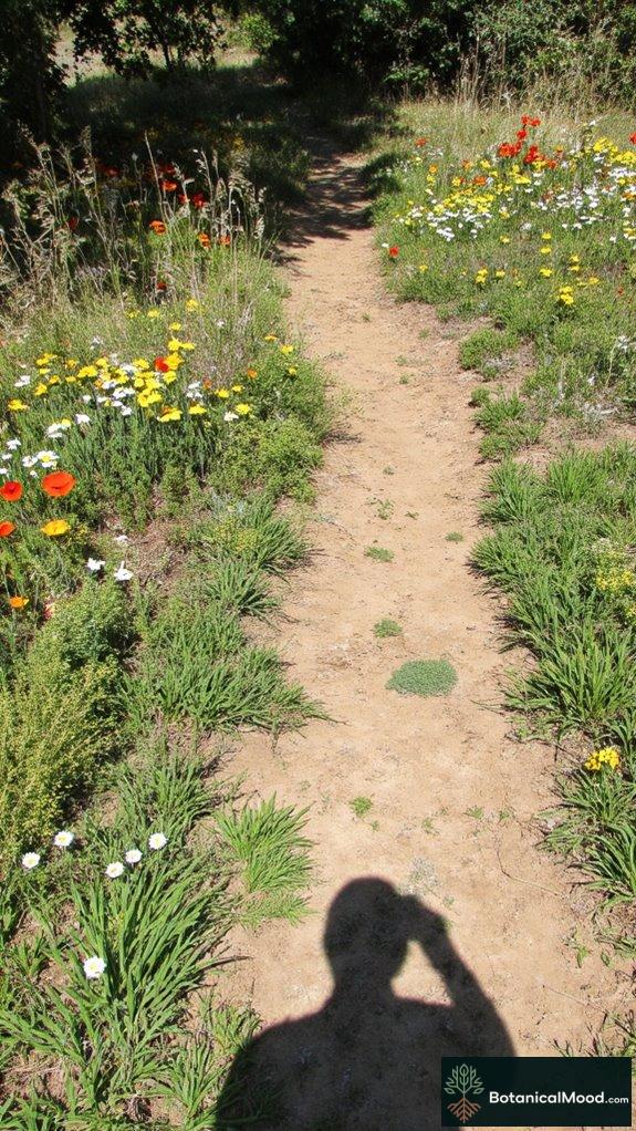 enchanting wildflower meadow effects