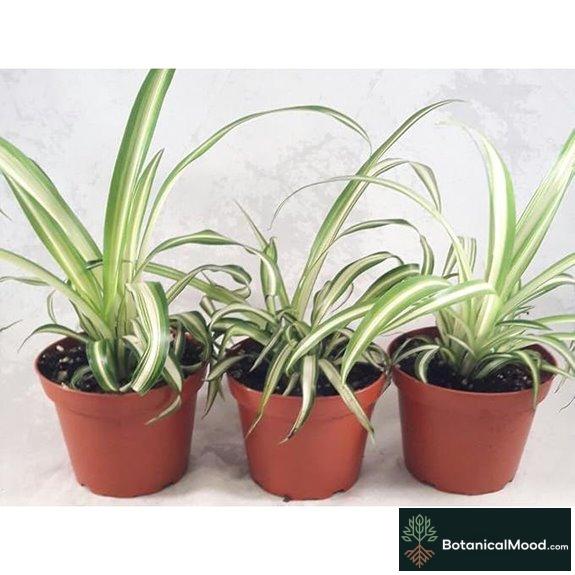 air purifying plant pack