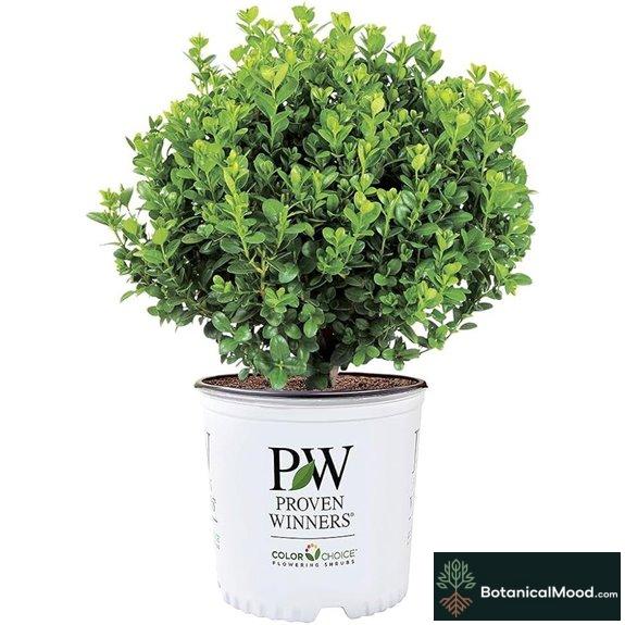 Proven Winners 1 Gal. Neatball Boxwood Shrub