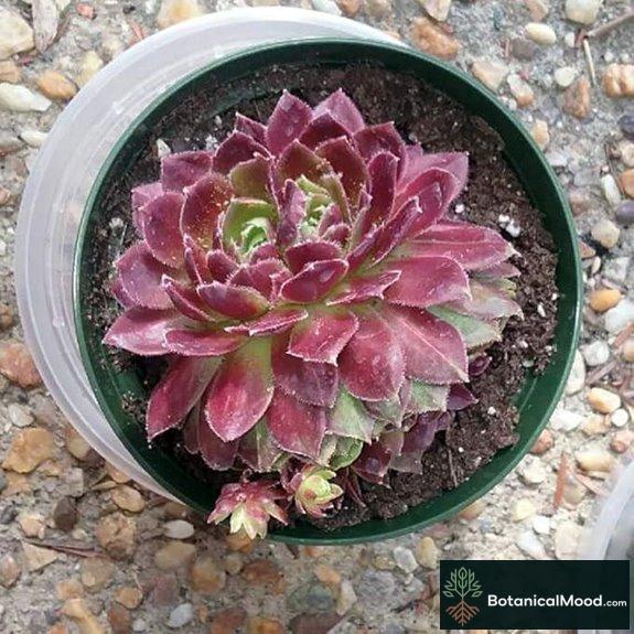 Berry Bomb Hens & Chicks - Sempervivum - Indoors/Out - 4 Pot -Chick Charms