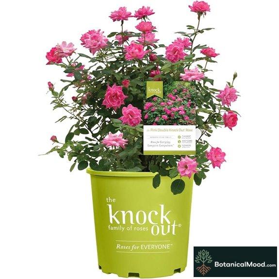 Knock Out 2 Gal. Double Pink Rose Shrub