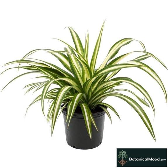 easy care air purifying plant
