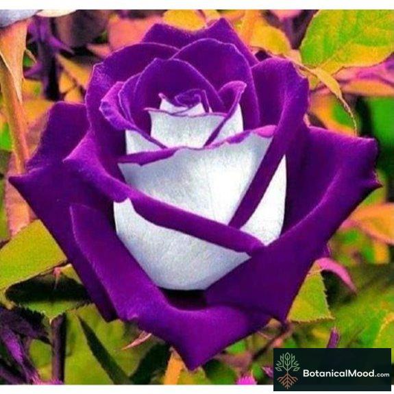 10 White Purple Rose Seeds - Easy Grow