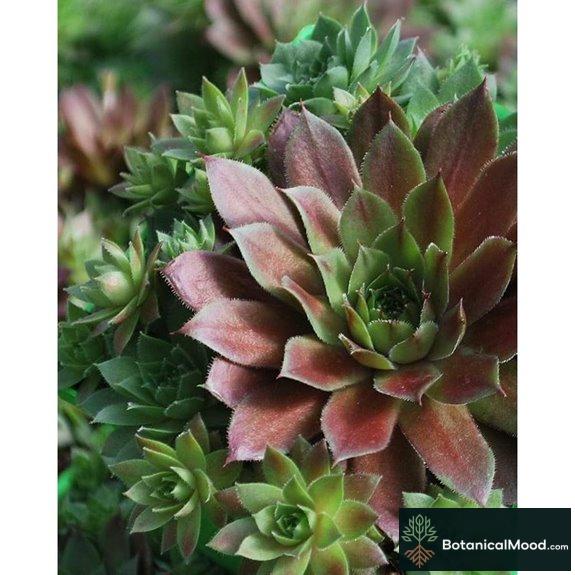 Perennial Farm Sempervivum 'Red Rubin' (1 Quart)