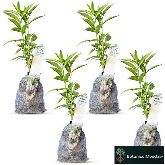 Night Blooming Jasmine Live Plant - Fragrant Shrub for Garden