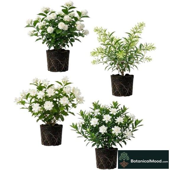 Two Assorted Jasmine Plants Fragrant Easy Care Indoors/Outdoors