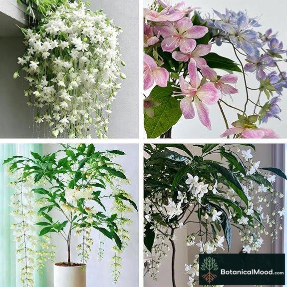 Climbing Jasmine Flower Seeds Fragrant Gardenia Seed Mix