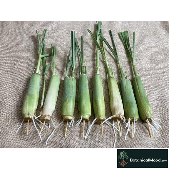 8 Rooted Lemongrass Stalks 5-6 Inches
