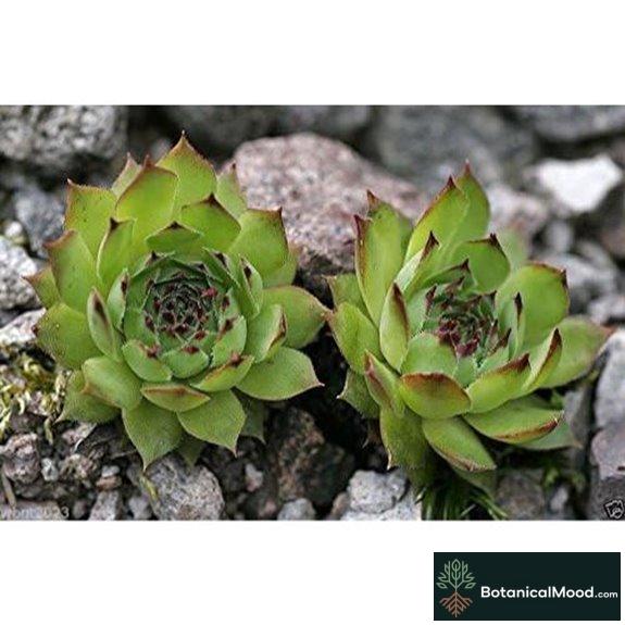 100 Sempervivum Tectorum Seeds (Hens & Chickens)