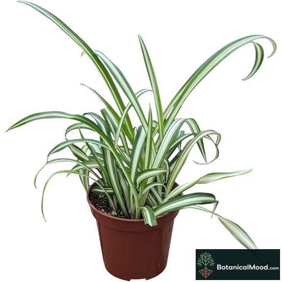 indoor spider plant pot