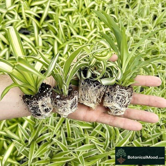 indoor spider plant set