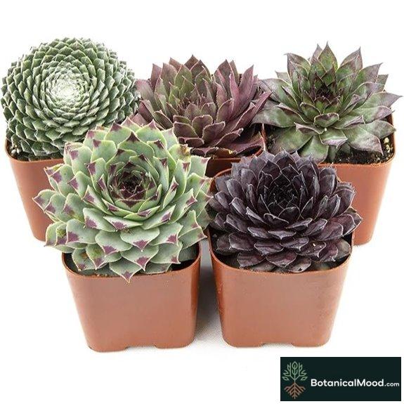 Sempervivum Succulents 5-Pack Live Indoor Plants