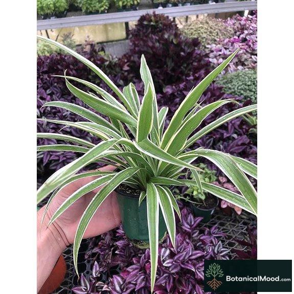 large air purifying spider plant