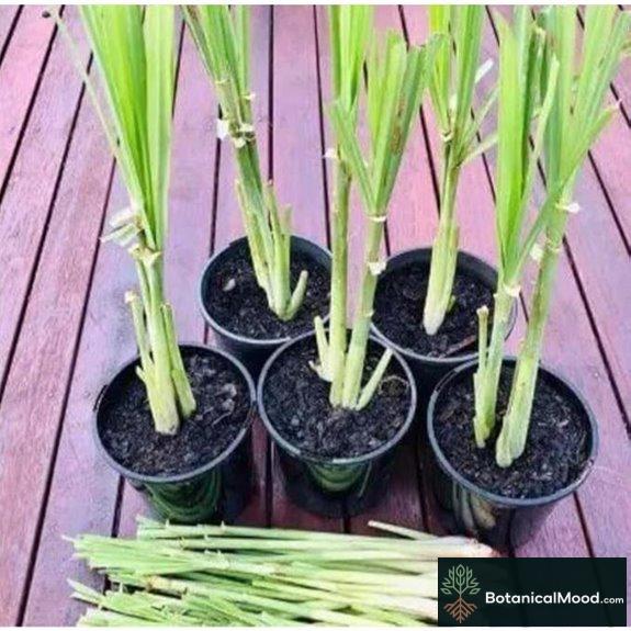 Lemongrass Plants Pack of 2 Live Stalks