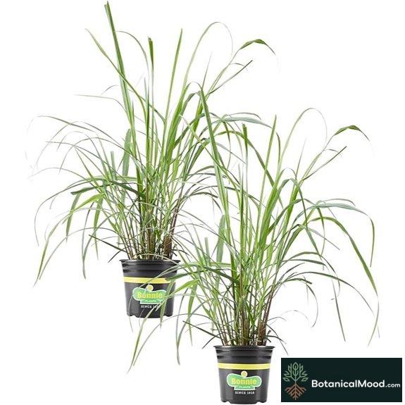 Bonnie Plants Lemongrass 2 Pack