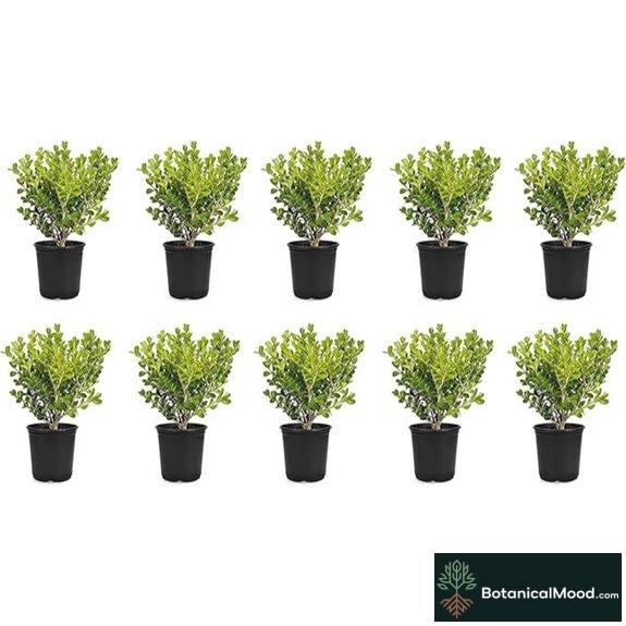 Japanese Boxwood: 10 Live 4 Pots (Buxus Microphylla)