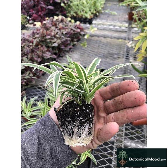 live indoor spider plants