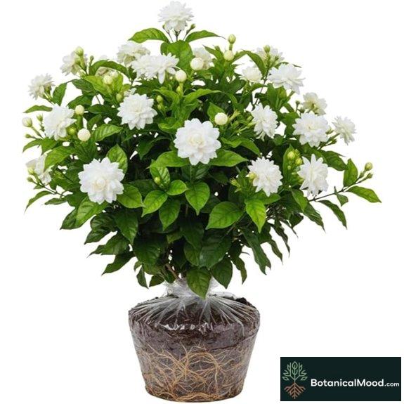 2 Maid of Orleans Jasmine Plants (Live)