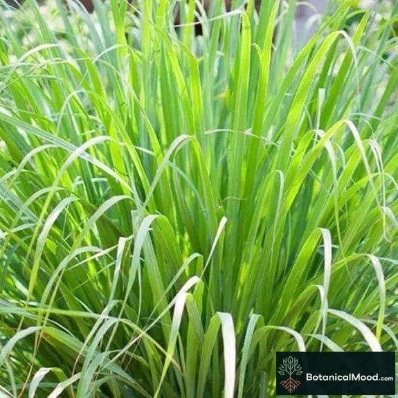 Lemongrass 4 Live Plants Each 8-12 Tall fully rooted