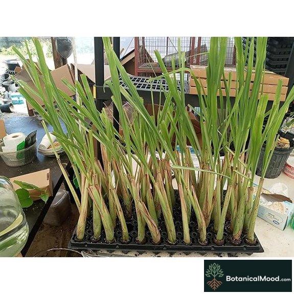 Lemongrass Rootstalk (Cymbopogon Citratus) 2 Live Plants