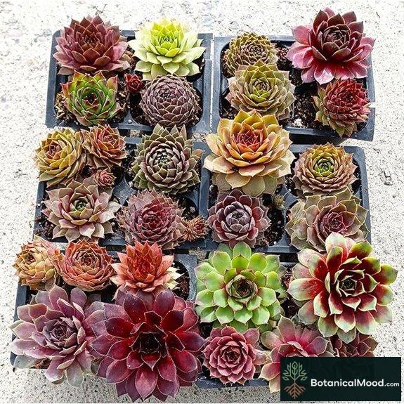 Mini Succulent 2 24-Pack Live Plants