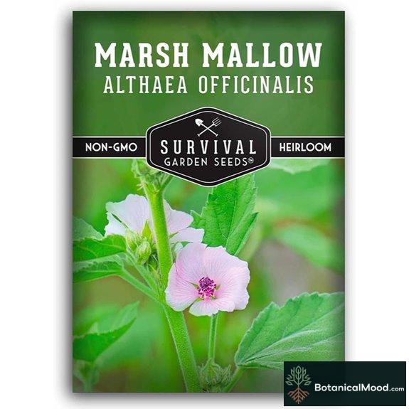 Marshmallow Seeds for Herb Garden (Non-GMO)