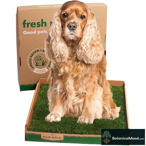 Fresh Patch Pet Grass Pee Pads for Dogs and Cats