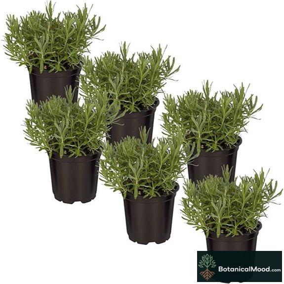 Lavender Live Herb: Sleep Enhancer 6 Pot (6-Pack)