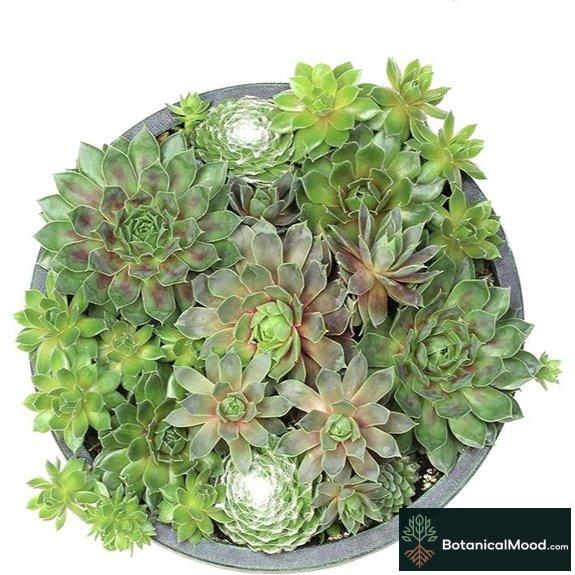 Sempervivum Hens and Chicks Succulent Bowl
