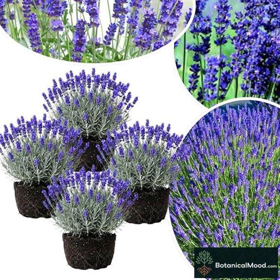 Lavender Live Starter Plants 4-6 Tall (No Pot)