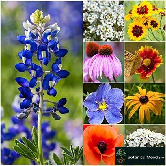 Seed Needs Texas Oklahoma Wildflower Mix