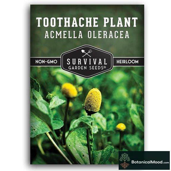 Toothache Plant Seeds (Acmella Oleracea)