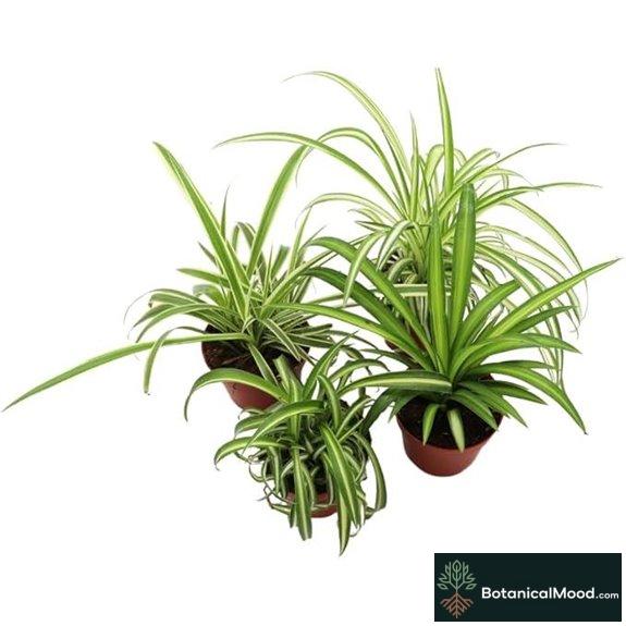 variety of spider plants