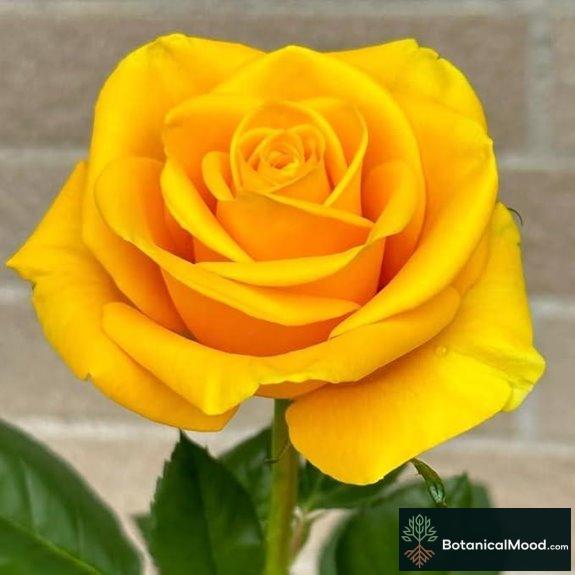 100+ PCS Yellow Rose Seeds for Landscaping