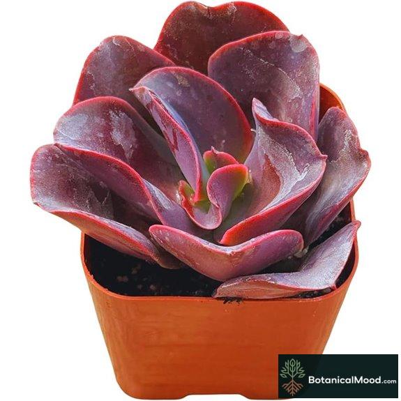 Echeveria Big Red Live Succulent Plant (2)