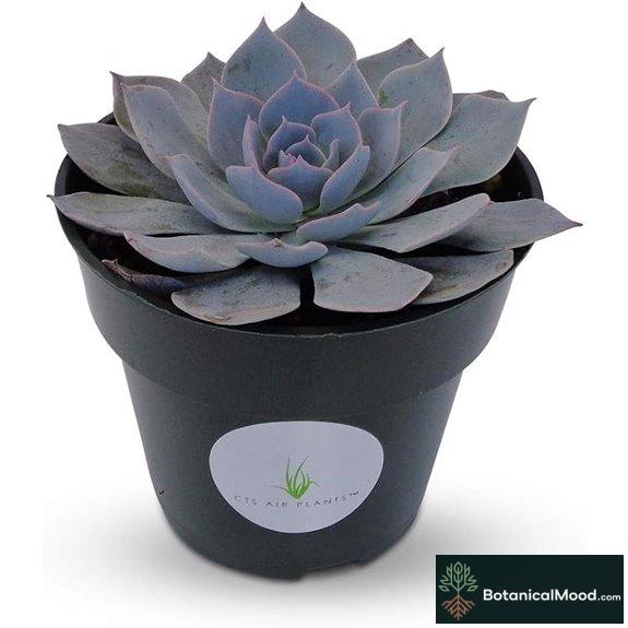 Blue Echeveria Peacockii Succulents 4 Pot