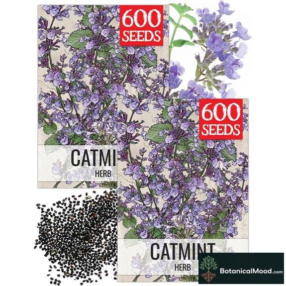 Seed Needs Catmint Seeds to Plant Heirloom Non-GMO Herbs 2 Packs