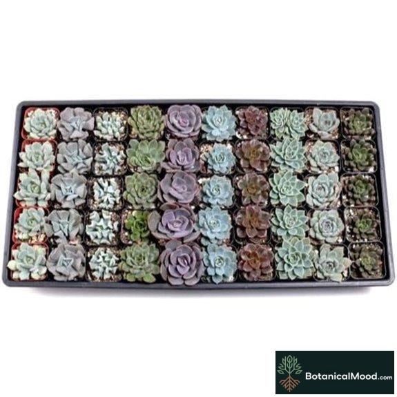 Mountain Crest Gardens Echeveria Succulents (50 Pack)