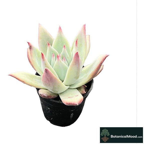 Live Succulent Echeveria 'Brandtii' Potted Plant