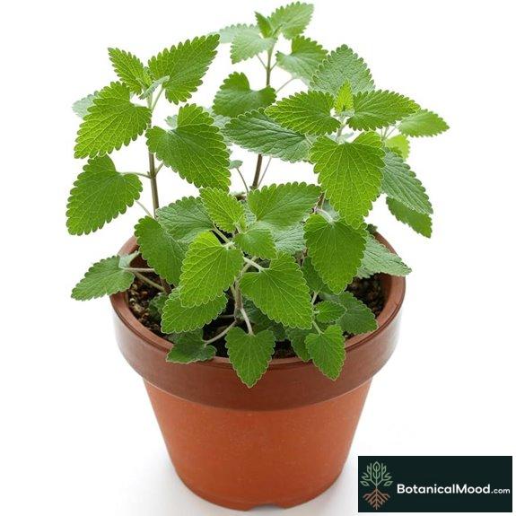 3000 Heirloom Catnip Seeds by RDR Seeds