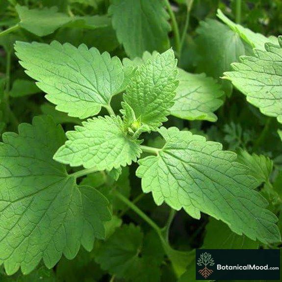 PowerGrow Heirloom Non-GMO Catnip Seeds (400+)