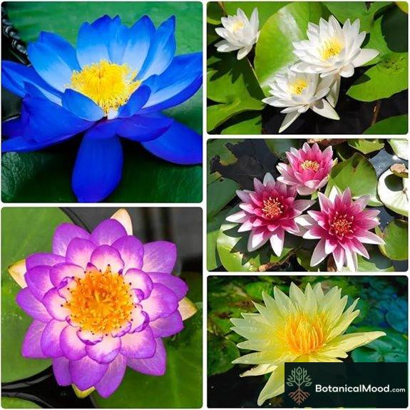 Lotus Seeds Water Lily Plants for Indoor & Pond