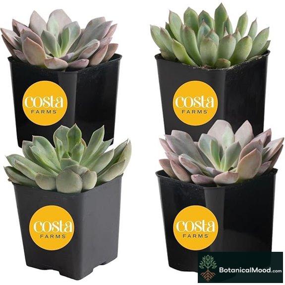 Costa Farms Echeveria Succulents 4-Pack Live Indoor Plants