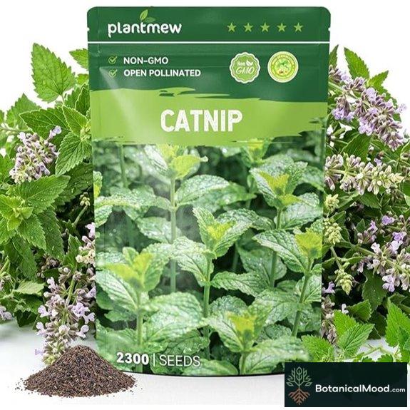 2300 Catnip Seeds for Indoor & Outdoor Growing