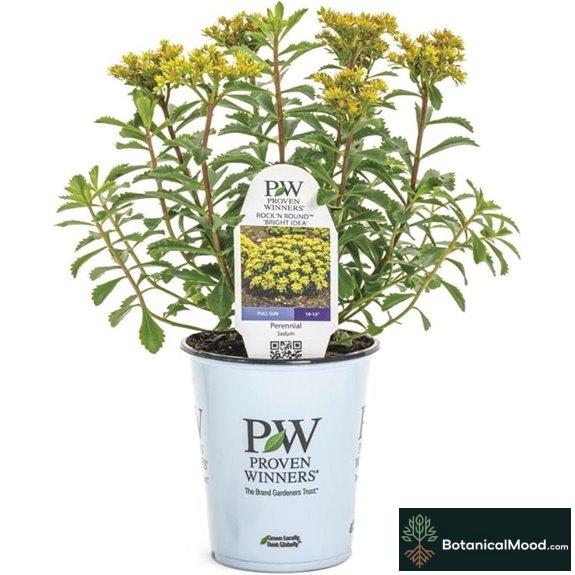 Proven Winners Rock 'N Round Sedum Live Plant
