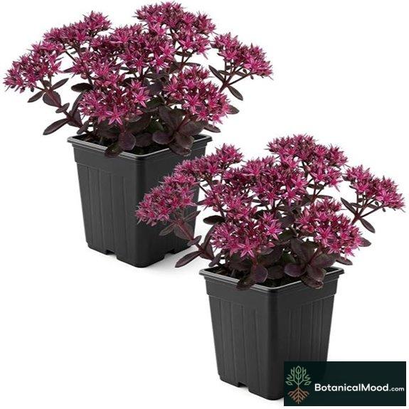 Live Stonecrop (Sedum) 2 Pack in Qt Pots